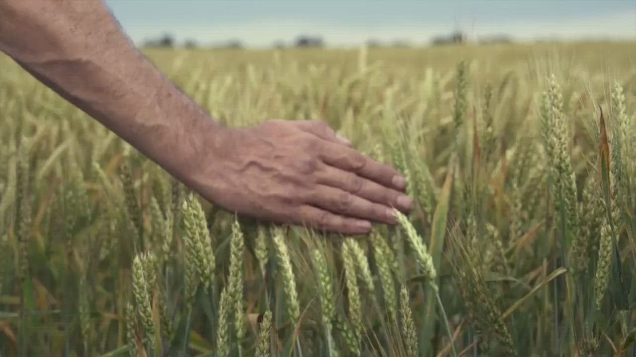 Load video: a hand in slaw motion touching the grass - From choosing the best raw high quality materials in the market. - researchers in a lab testing - to independent testing ensuring the authenticity of our products.